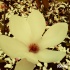 Kwiat magnolii 