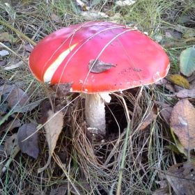 20161023_143406 &mdash; kopia