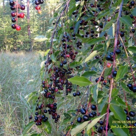 14068273_1432966720052404_8020...