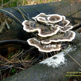 14063824_1432967046719038_4812...