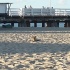 Lis na plaży