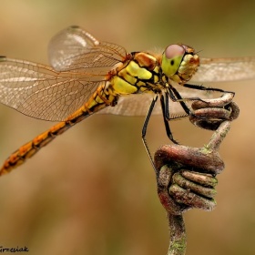 Szablak ż&oacute;łty
